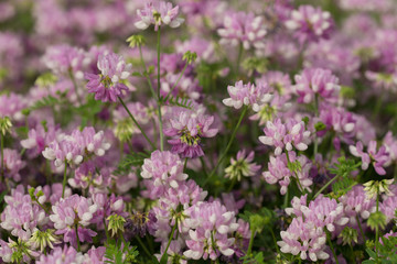 Crown Vetch taken in souther MN