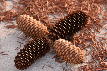 pine cones in the shape of a cross
