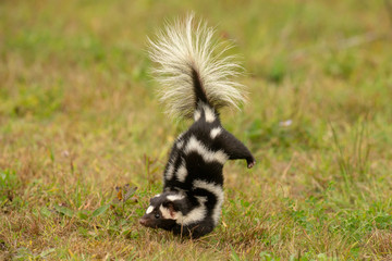 Eastern Spotted Skunk doing handstand before spraying taken under controlled conditions