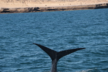 Naklejka premium Baleine franche australe