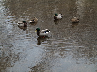 Ducks and Copy Space - Wild birds in a dirty pond with muddy water.