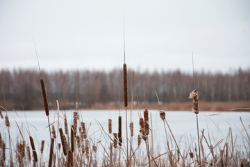 reeds in lake