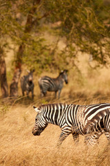 Fototapeta na wymiar Wild Zebras