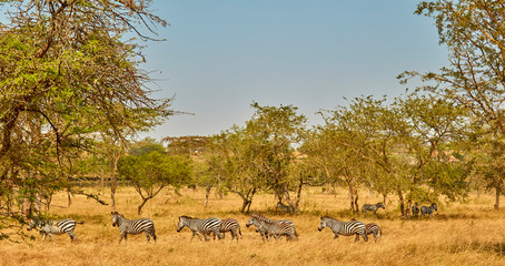 Wild Zebras