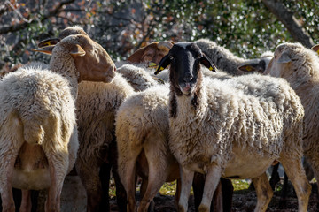 flock of sheep grazes in Italian rural winter environment