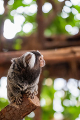 Petit singe ouistiti à pinceaux blancs