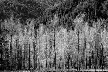 Light bright foliage of exotic trees in spring