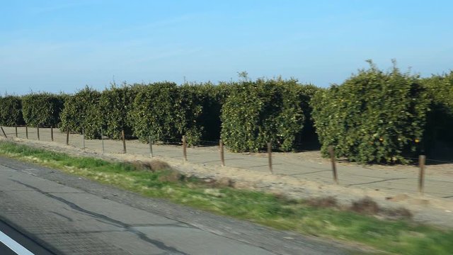 Slow motion passenger view. Passing citrus trees. Fresno County, California, USA.