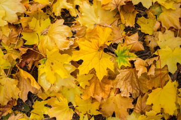 Field of maple leaves. Autumn carpet. Trees threw off foliage.