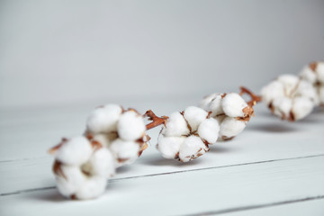 A branch of soft cotton flowers is lying on a white wooden table