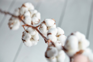 A branch of soft cotton flowers is lying on a white wooden table