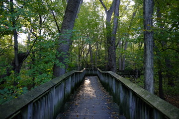 wooden bridge in forest