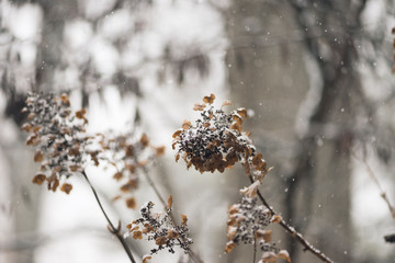 dried hydrangea flowers in snow