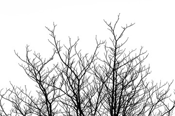 silhouette of dense branches on the tree with bright sky background in black and white