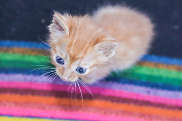 Little dirty sick kittens in the shelter