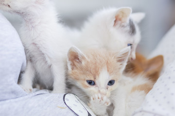 Little dirty sick kittens in the shelter
