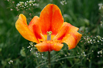 tulipan