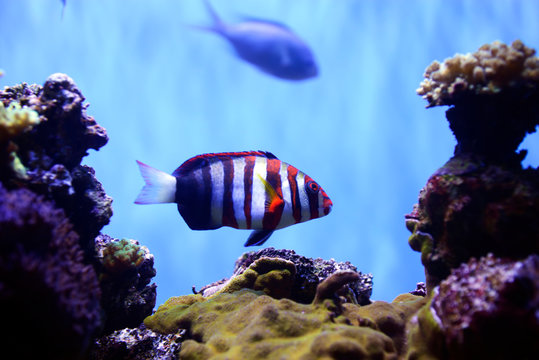 Harleguin tuskfish