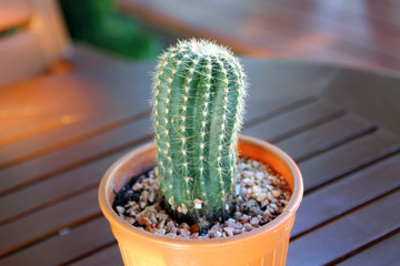 small castus in a pot on a wooden table.