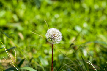 Dandelion puff filled with little seeds