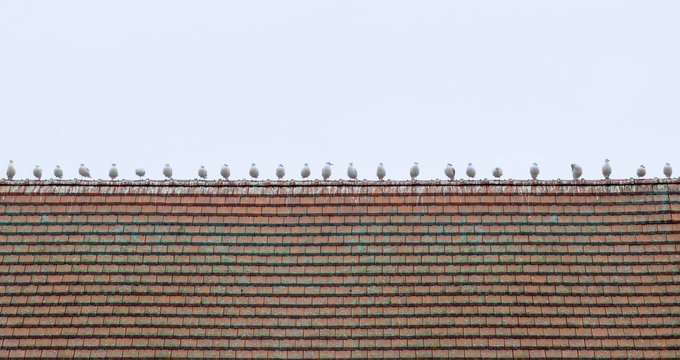 Mouettes sur un toit