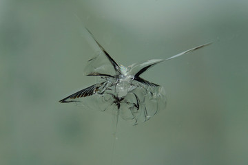Window glass broken.
