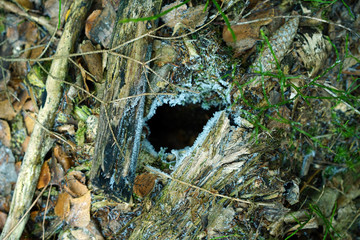 Ground hole, entrance to the nest of some animals on the ground.