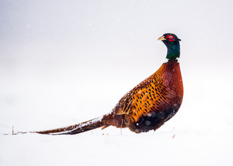 Ringneck Pheasant (Phasianus colchicus)