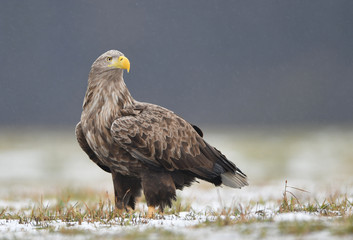White tailed eagle (Haliaeetus albicilla)