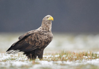 White tailed eagle (Haliaeetus albicilla)