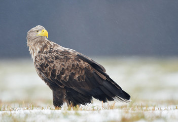 White tailed eagle (Haliaeetus albicilla)