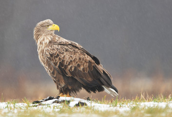 White tailed eagle (Haliaeetus albicilla)