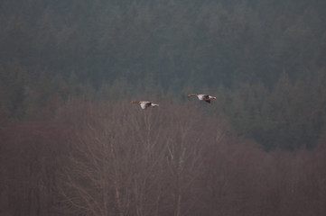 Two Geese Flying Above Trees