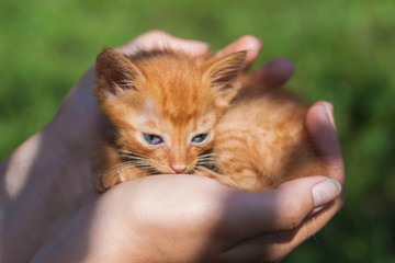 Newborn red kitten in carrying hands in sunlight