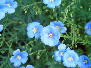 blue flowers on green background