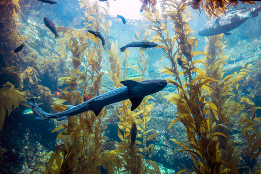 Fototapeta  Leopard Shark