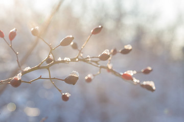 Christmas tree branch with snow, winter fairy tale, wild rose in the snow 