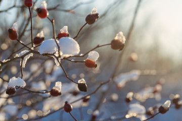 Christmas tree branch with snow, winter fairy tale, wild rose in the snow 