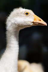 Close-up of the head of white goose on a farm at sunny day
