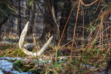 shed on field edge along pine forest 