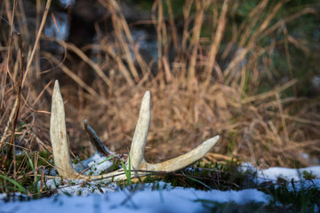 shed on field edge along pine forest low prospective