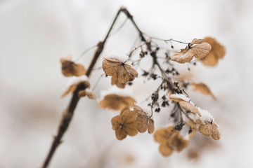 dried hydrangea flowers in snow