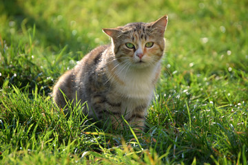 Naklejka na ściany i meble Cat lowered her ear sitting on the green grass on a summer day
