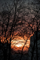 silhouette of a tree in sunset