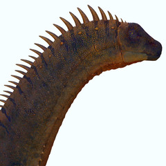 Alamosaurus Dinosaur Head - Alamosaurus was a titanosaur sauropod herbivorous dinosaur that lived in North America during the Cretaceous Period.