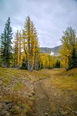 Hike through larch trees