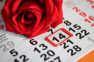 red rose lay on the calendar with the date of February 14 Valentine's day