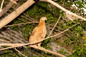 Hen on a tree before falling asleep in Central America 