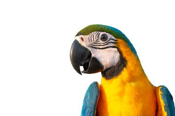 Closeup macaw isolated on white background blue and gold