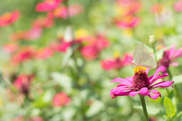 Obraz premium Flower butterfly in the garden